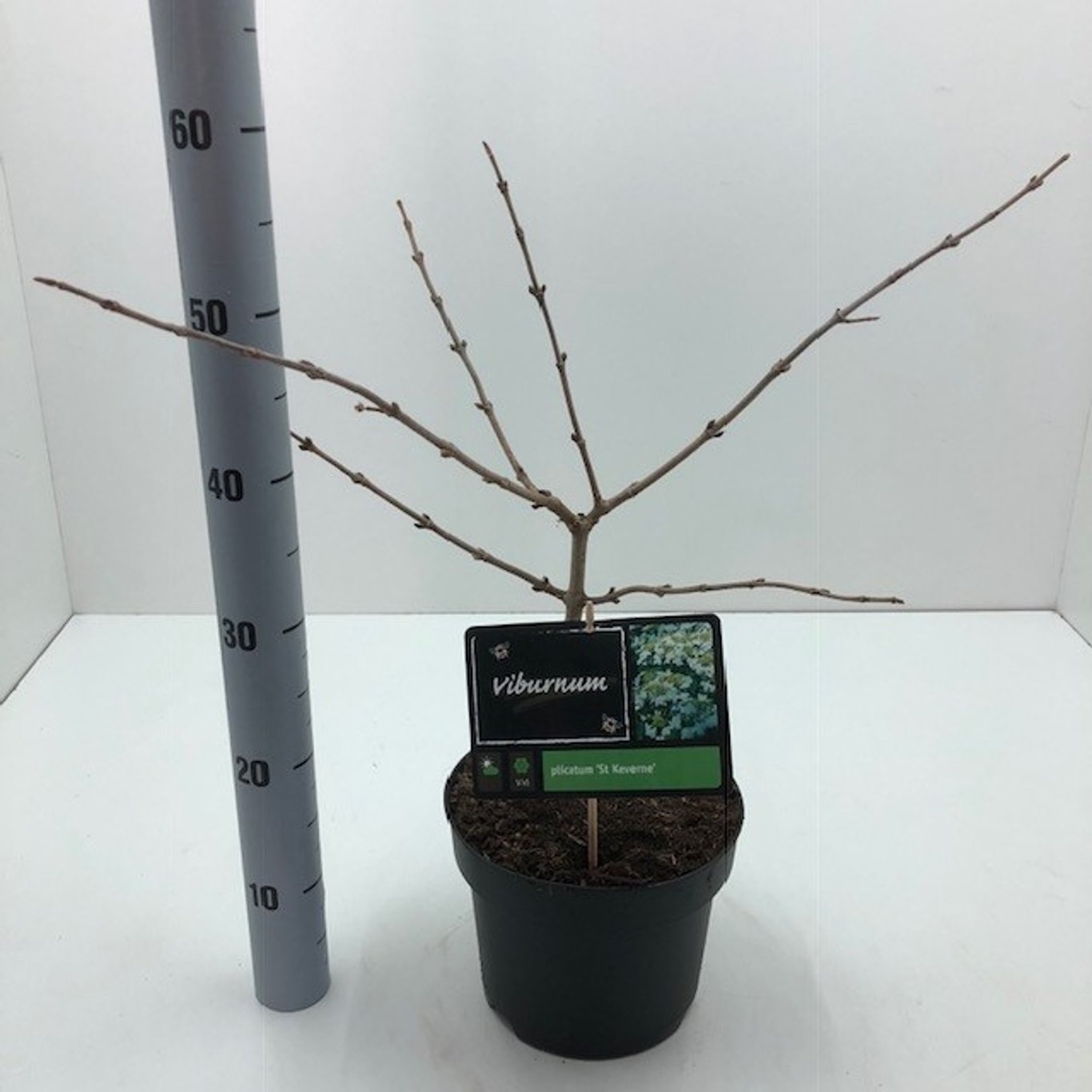 Japanskt olvon – Viburnum plicatum 'St Keverne' - C4